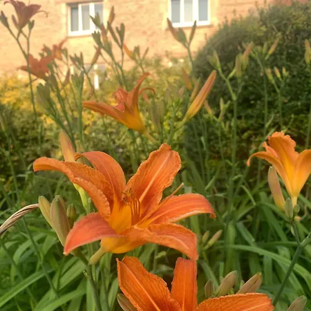 Bed & Breakfast Maison Mard'or Sylvae